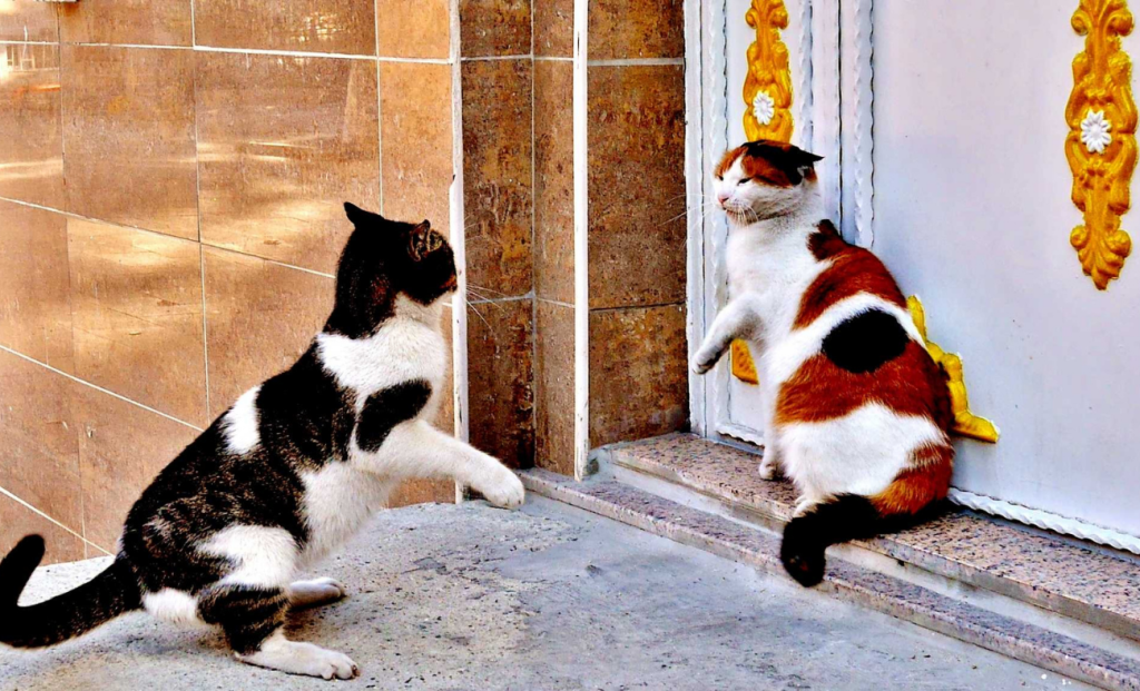 The Multi-Cat Household Complication