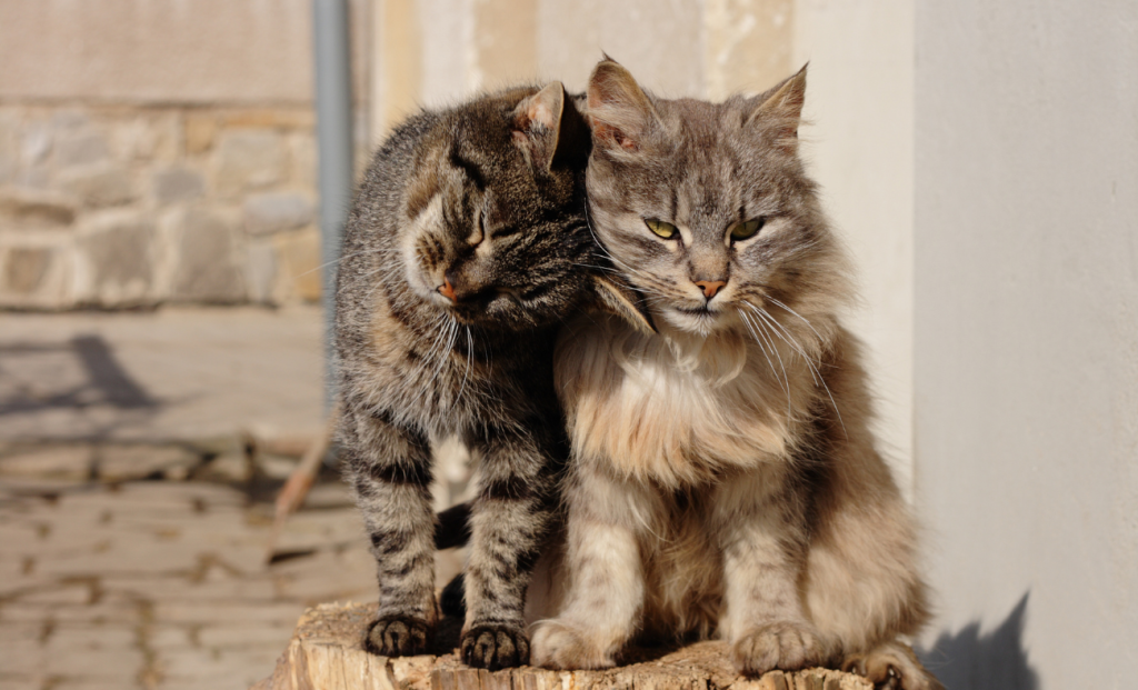 supporting multi cat households through separation challenges