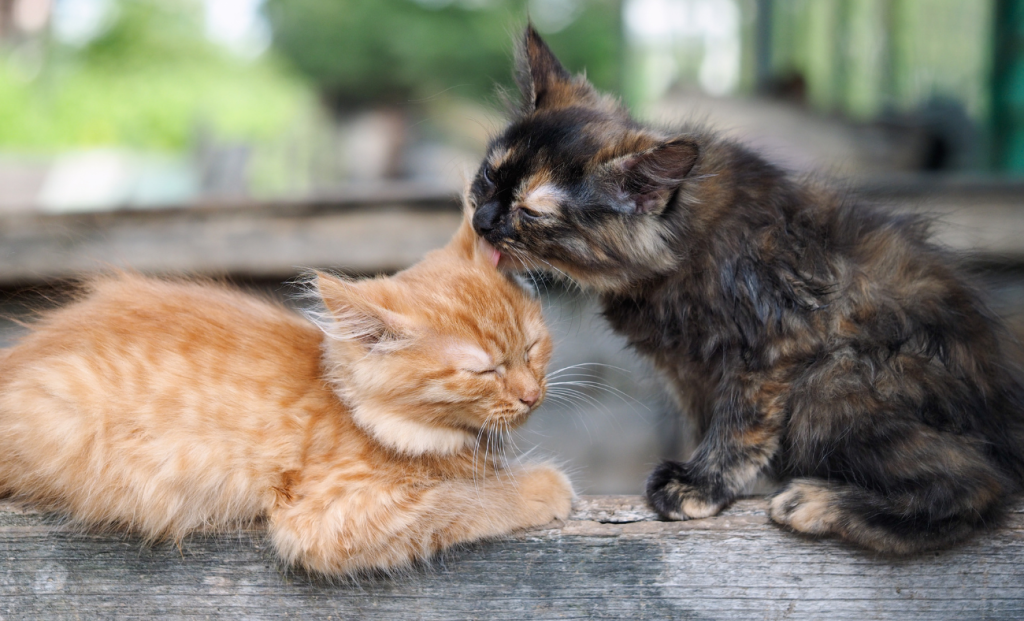 cat natural grooming